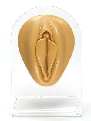 Silicone Vagina Display
